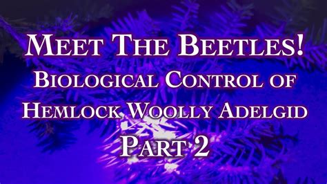 Meet The Beetles! Biological Control of Hemlock Woolly Adelgid Part 2 : Happily Natural