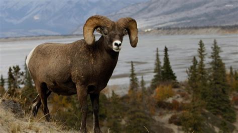 Bighorn sheep wallpaper - Animal wallpapers - #21892