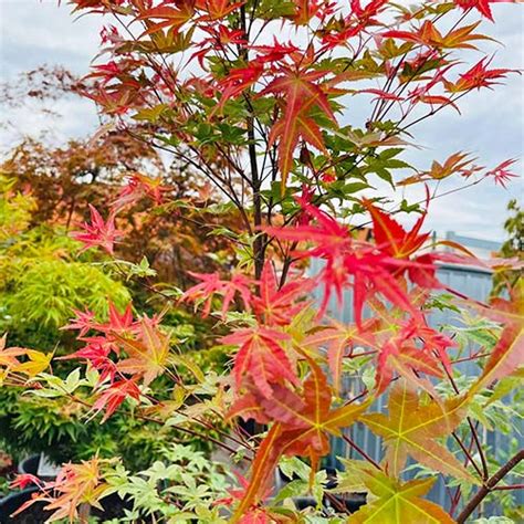 Japanese Maple Shindeshojo - Sweet Fairy Plants