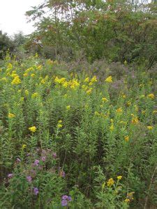 Buy Goldenrod Tea: Benefits, Side Effects, How to Make