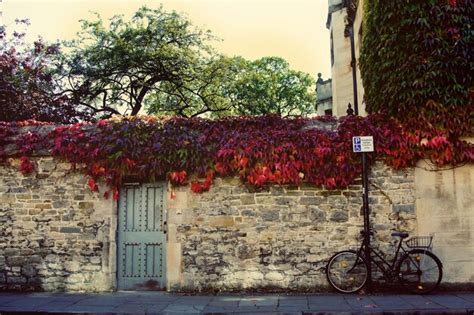 Premium Photo | Plant growing on brick wall