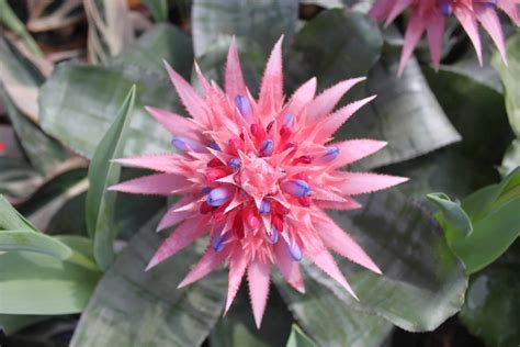 Beautiful Bromeliads - Plantscapers