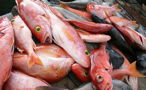 Red Snapper Suppliers, Buy Whole Red Snapper, Red Snapper Size, Red ...