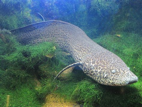 Real Monstrosities: Lungfish