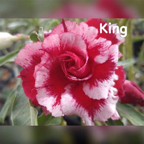 Pin de Jenny Kang em Flowers : Adenium, Fuchsia, Jasmine, | Rosa do deserto, Rosas, Suculentas