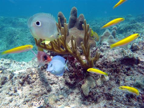 Snorkeling Varadero Tour