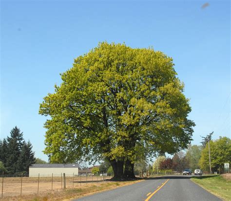 Big Leaf Maple Tree