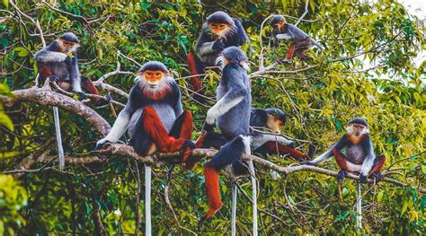 Discover the Biodiversity of Cuc Phuong National Park, Vietnam ~ Visit ...