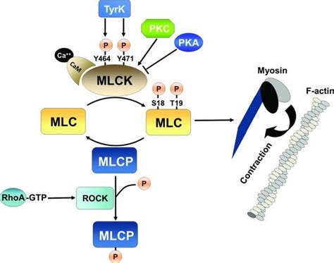 Myosin light chain kinase (MLCK)-dependent control of actin-myosin ...