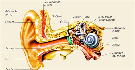 Discovering Something New -- ongoing learning: How the ear works