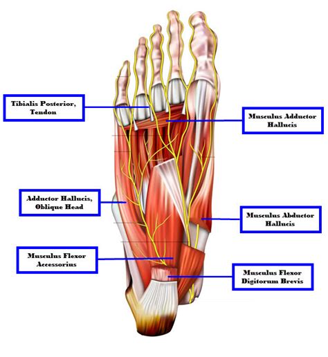 Muscles of the Foot: A Comprehensive Guide - JOI Jacksonville ...