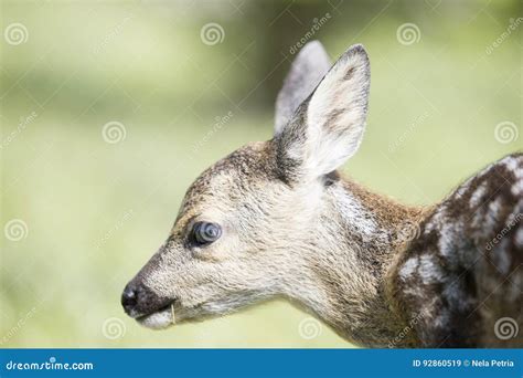 Baby fawn stock image. Image of natural, countryside - 92860519