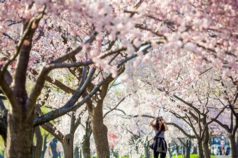 Vancouver’s popular Cherry blossom festival - L'Hermitage Hotel