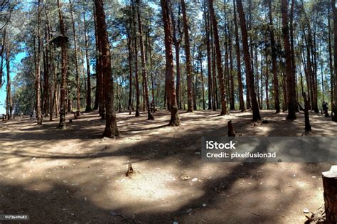 Pinewood Forest In Sunrise Ooty Tamil Nadu Stock Photo - Download Image Now - Autumn ...