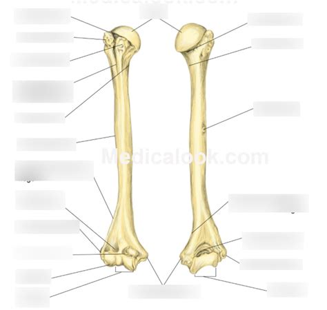 Anatomy of humerus anterior and posterior view Diagram | Quizlet