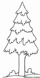 Pine Tree Coloring Page At GetColoringscom  Free Printable Colorings sketch template