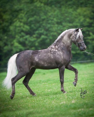 8 best Appaloosa Friesian images on Pinterest | Appaloosa, Appaloosa horses and Friesian