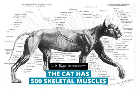 Cat Anatomy: 500 Skeletal Muscles