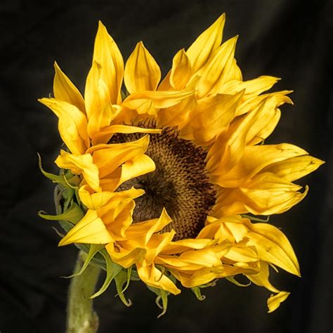 Golden Sunflower | Sunflower art, Sunflower photo, Sunflower pictures