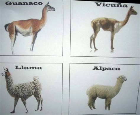 vicuna vs guanaco | The Chile Adventure Alpacas, Llama Alpaca, Colours, Shirt Ideas, Warriors ...