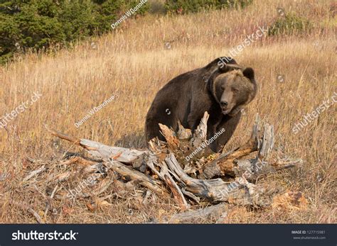 North American Brown Bear Stock Photo 127715981 : Shutterstock