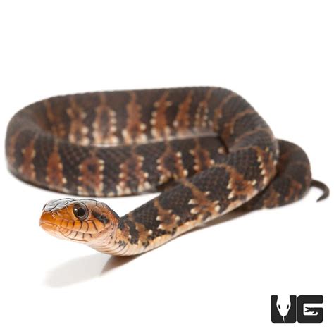 Baby Banded Water Snakes For Sale - Underground Reptiles