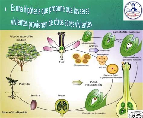 Theory Of Biogenesis Definition / Biogenesis vs. abiogenesis / In the ...