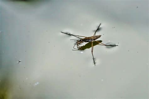 Amazing facts about water striders | Gulo in Nature