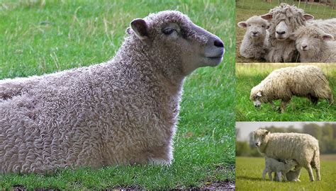 Cotswold Sheep Breed – Everything You Need to Know