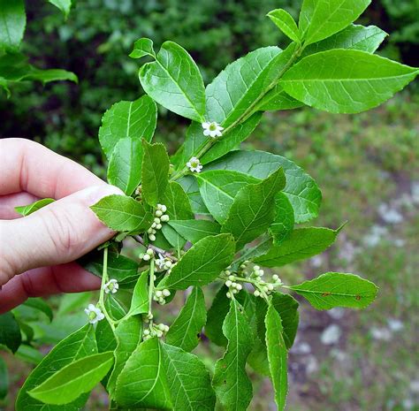 Ilex verticillata (common winterberry): Go Botany