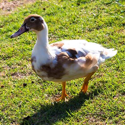 Waterfowl Breeds – The Cheshire Horse