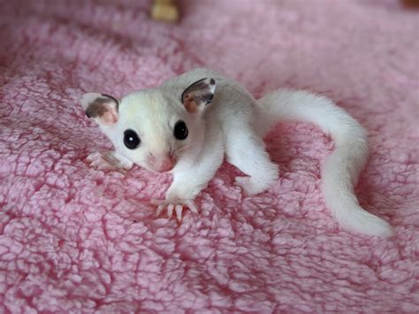 Pet Sugar Glider Supplies- Everything you need | Janda Exotics Animal Ranch