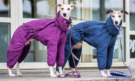 Best Whippet Coats for Winter on Amazon - Spoiled Hounds