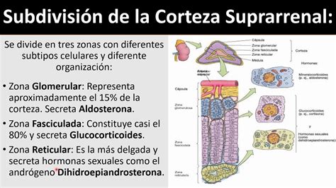 Glándulas Suprarrenales Video - YouTube