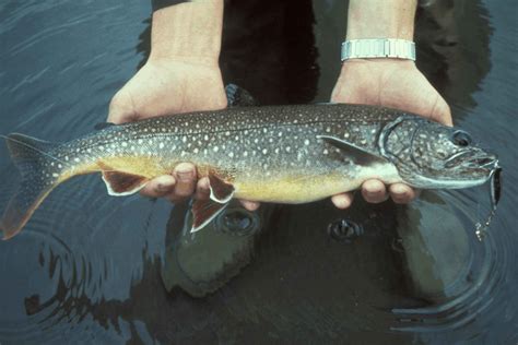 Lake Trout Fishing Tips - Guaranteed To Help! - USAngler