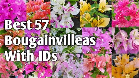 Best 57 Bougainvillea Varieties With Names or IDs | Bougainvillea ...