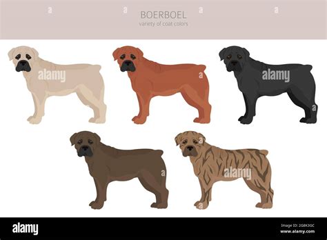 Boerboel clipart. Different coat colors and poses set. Vector ...