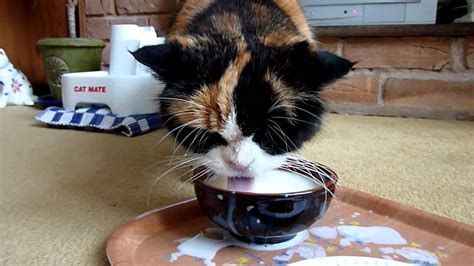 Cute calico, Sophie cat, drinking milk - YouTube