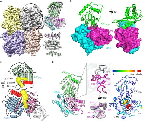 Vif and CBFβ form a platform for interaction with A3F a, Left, 3D... | Download Scientific Diagram