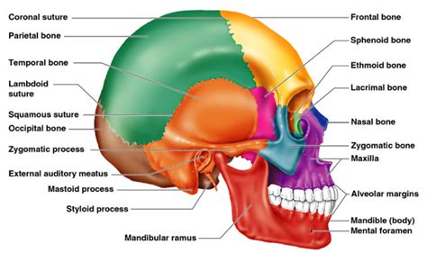 Skull (lateral view) Diagram | Quizlet