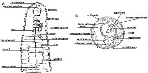 Earthworm Dissection Labeled