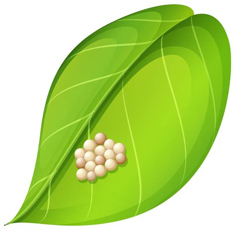 Moth eggs on leaf 302484 Vector Art at Vecteezy