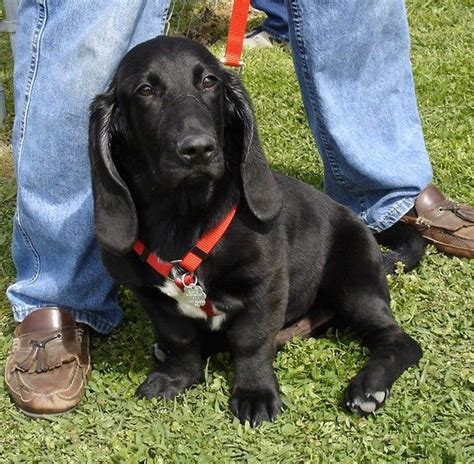 One of my new fav mixes... Basset Lab...too cute | Basset hound mix, Basset hound, Silly dogs