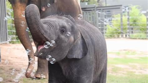 Cute Animal Video: Fort Worth Zoo baby elephant Brazos having the time of his life with bubbles ...