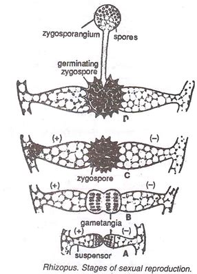 The zygospore in Rhizopus develops into