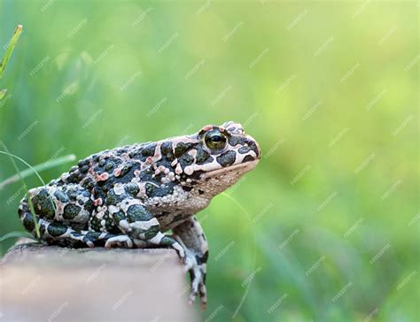 Premium Photo | Green toad in the garden.