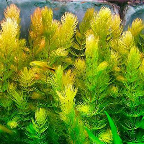 Buy Ceratophyllum Demersum Live Aquarium Plant | Hornwort ...