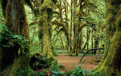 Hoh Rainforest - OlympicViewInn