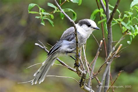 Canada jay - Big Year Birding