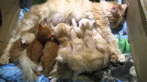 Kittens sleeping with mom. - YouTube